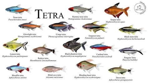 tetra fish varieties|Tetra Fish Types: List Of The 13 Best & Most Popular Tetras .